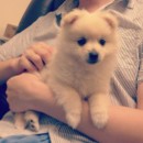 Murim Cream Pomeranian Puppy 7 weeks old