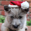 Puppy Santa Hat